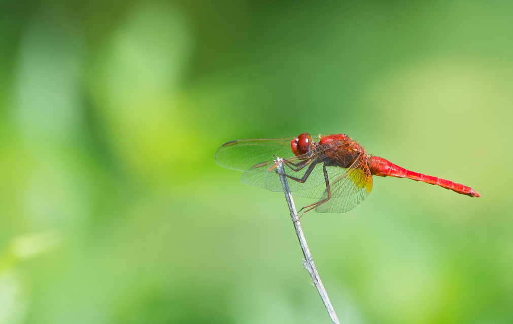 Crocothemis erythraea - skarlát szitakötő