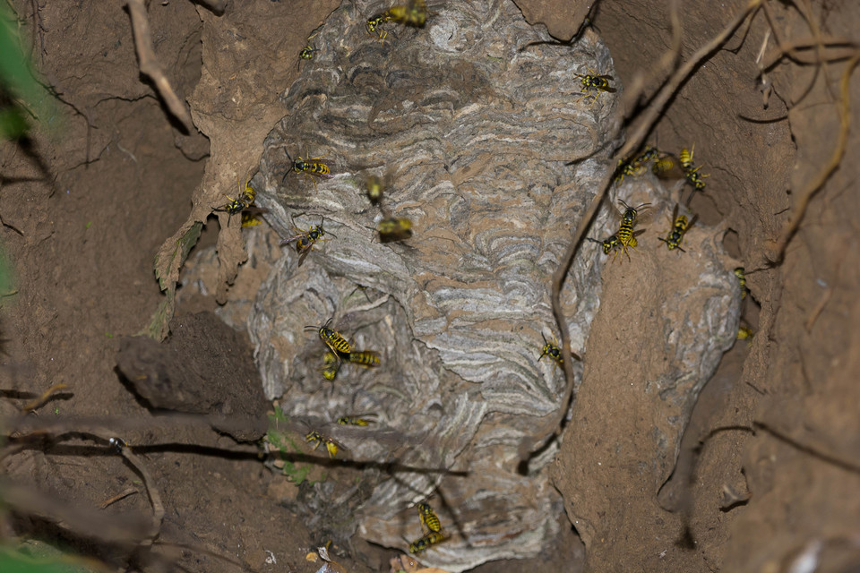Vespula