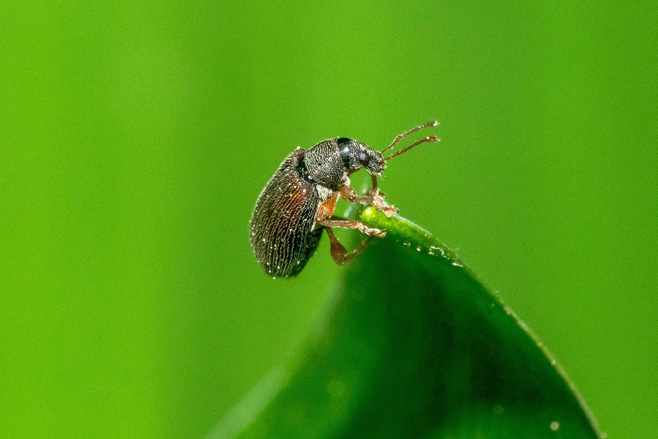 Phyllobius oblongus - közönséges levélormányos