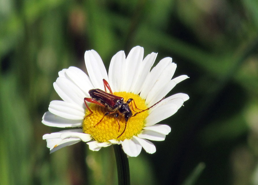 Stenopterus rufus - tarkacsápú keskenyfedőscincér
