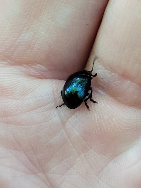 Chrysolina oricalcia - bronzos levélbogár