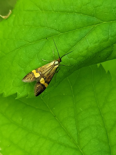 Nemophora degeerella - pompás tőrösmoly