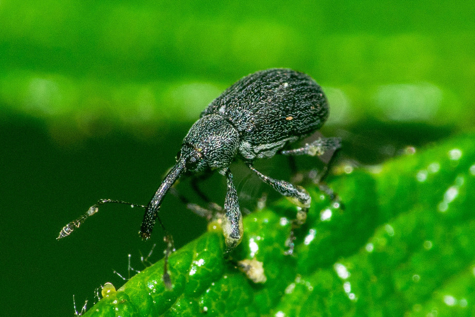 Anthonomus rubi - szamóca-bimbólikasztó Anthonomus rubi - szamóca-bimbólikasztó