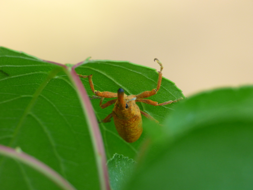 Lixus pulverulentus - mályvafúró dudvabarkó