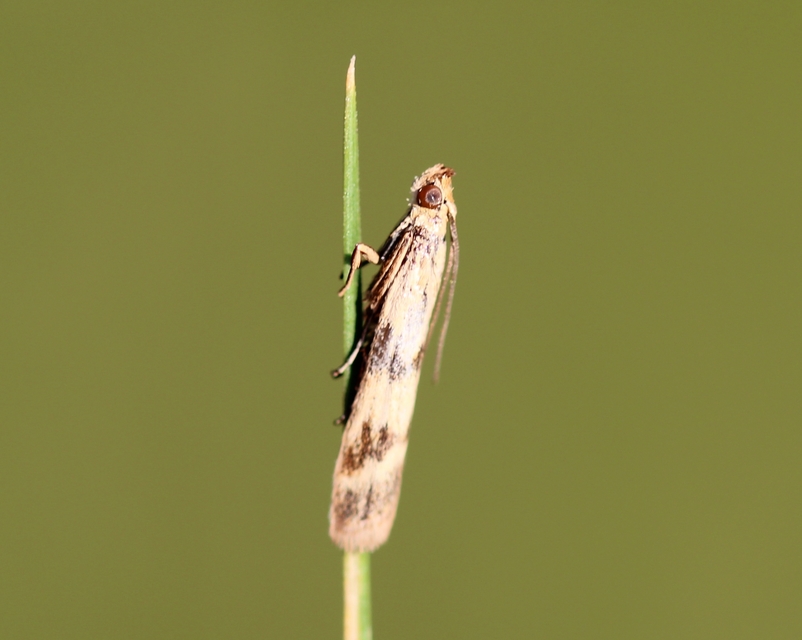 Homoeosoma sinuella - agyagsárga karcsúmoly