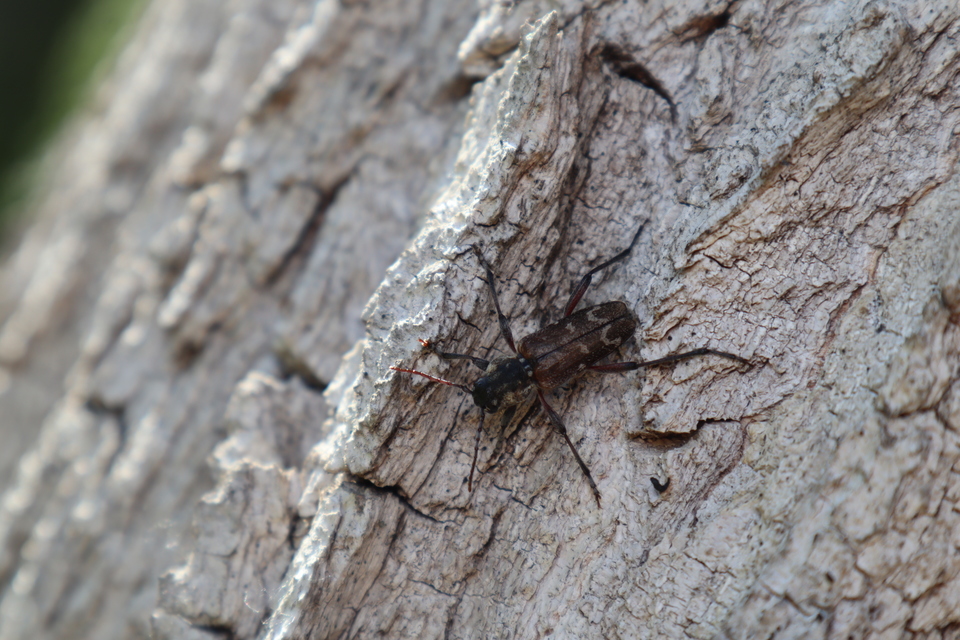 Xylotrechus rusticus - egérszínű darázscincér