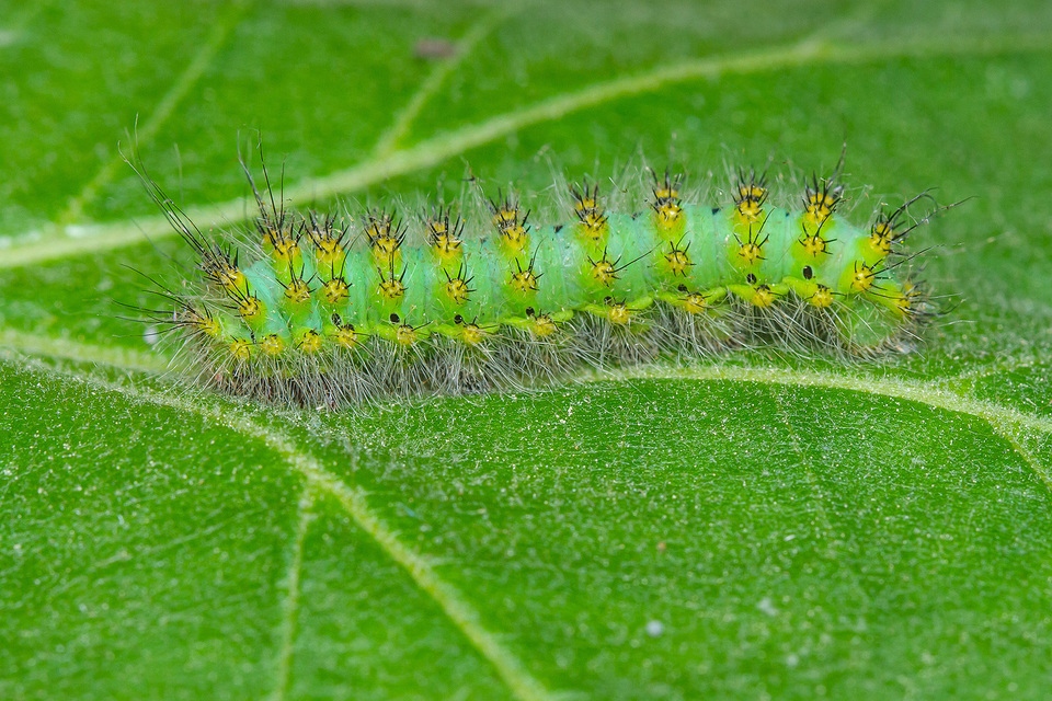 Saturnia pavoniella/pavonia