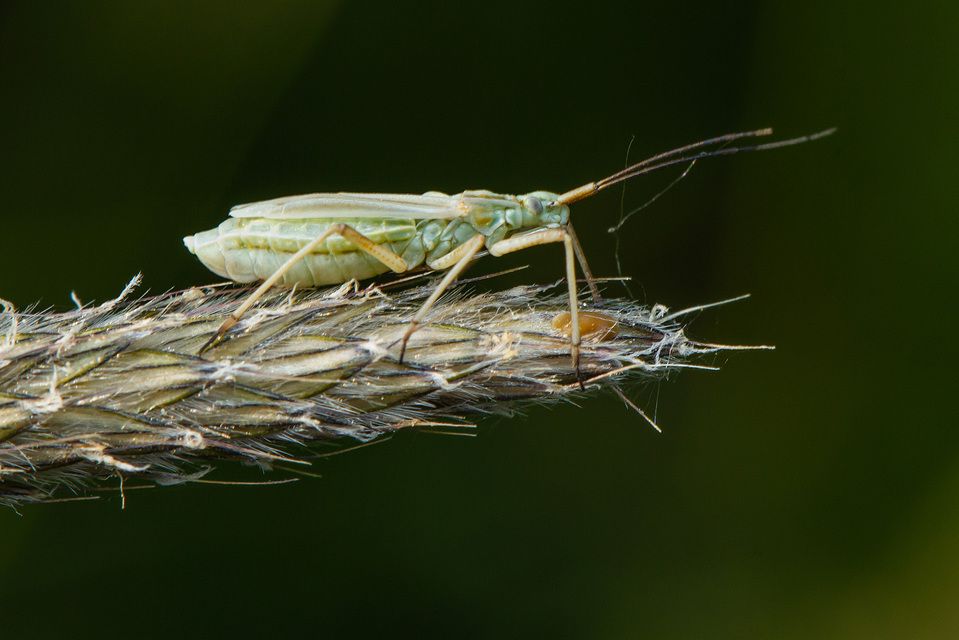 Acetropis longirostris - hosszúcsőrű mezeipoloska