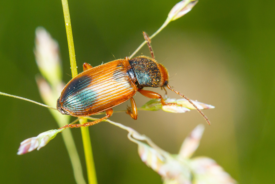 Diachromus germanus - német tarkafutó