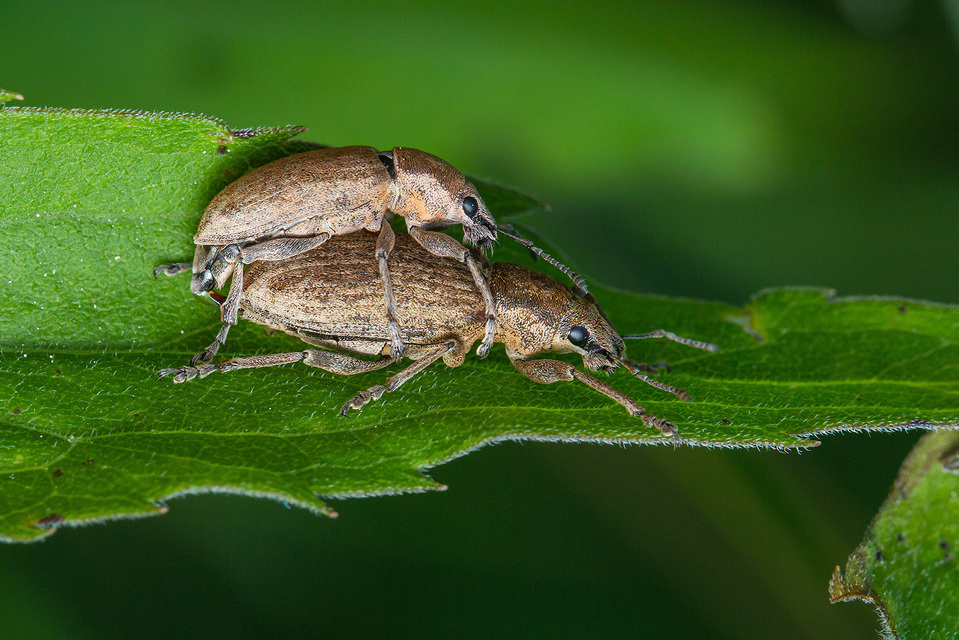 Tanymecus palliatus - közönséges hegyesfarúbarkó