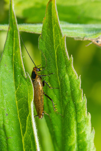 Ectobius erythronotus - sárgatorú erdeicsótány