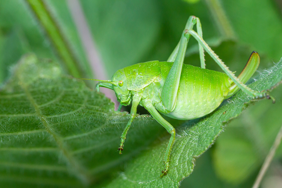 Polysarcus denticauda - fogasfarkú szöcske