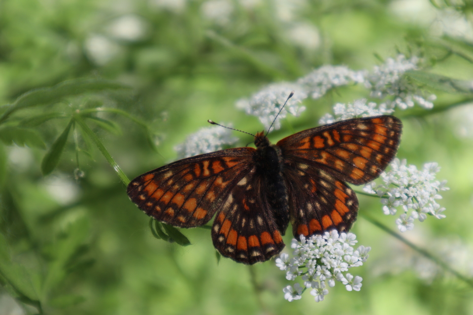 Euphydryas maturna - díszes tarkalepke