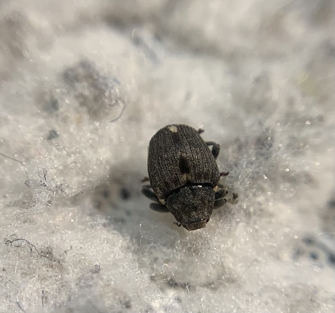 Stenocarus ruficornis - mákgyökérormányos
