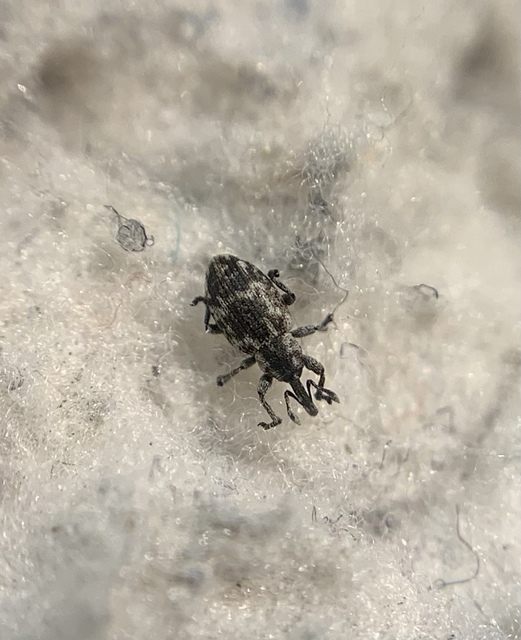 Smicronyx reichii - szemölcsös arankaormányos