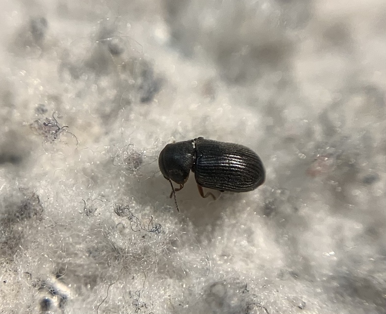 Xyletinus ater - bordásmellű szerecsenálszú