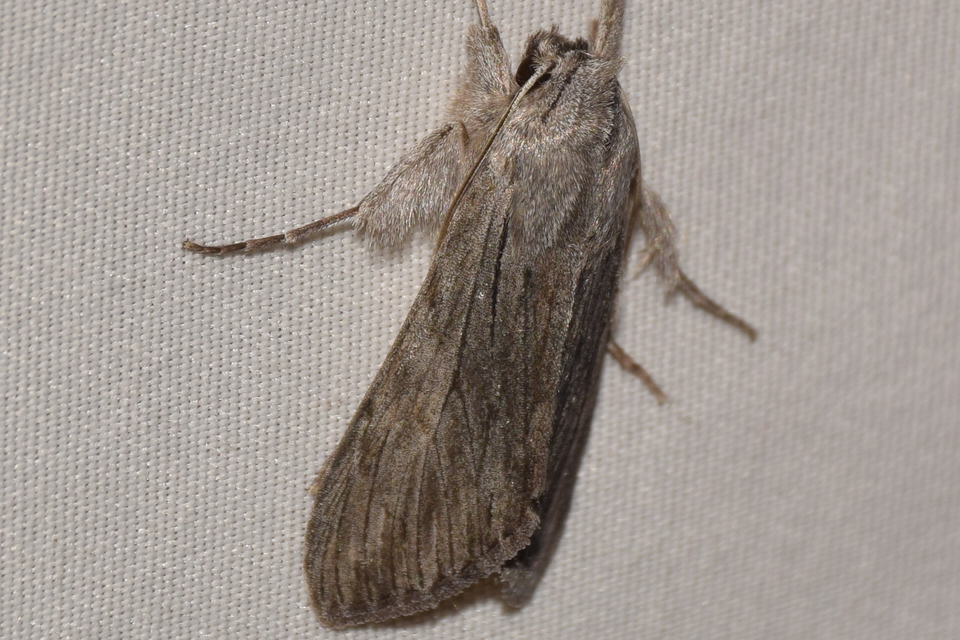 Cucullia lactucae - saláta-csuklyásbagoly