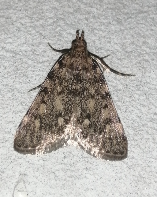 Aglossa pinguinalis - zsiradékmoly