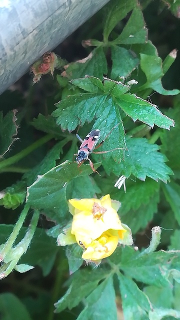Beosus quadripunctatus - pettyes homokibodobács