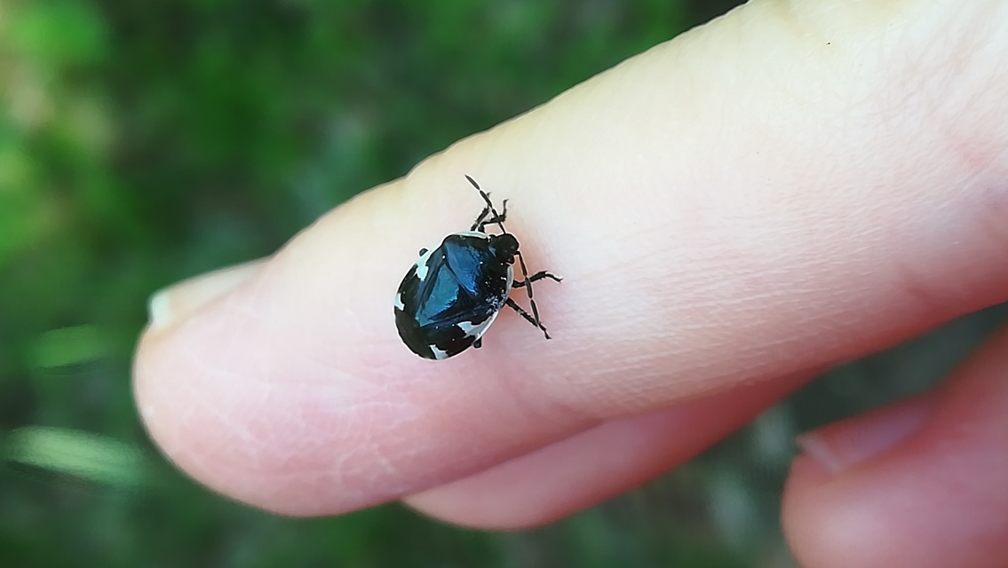 Tritomegas sexmaculatus - hatfoltos földipoloska
