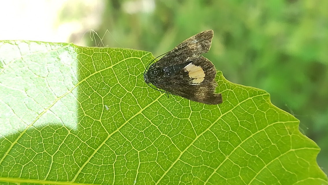 Panemeria tenebrata - apró sárgabagoly