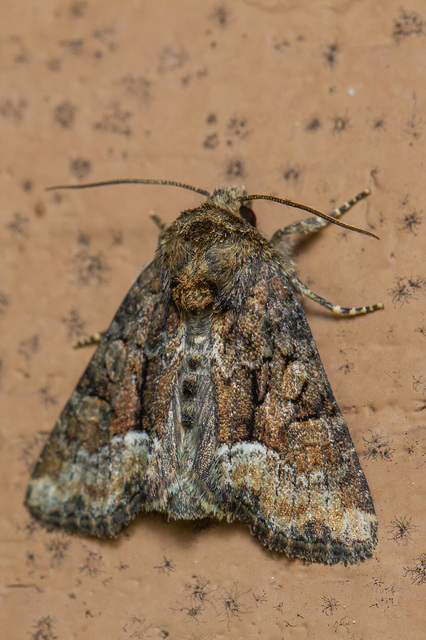 Oligia latruncula - fekete dudvabagoly