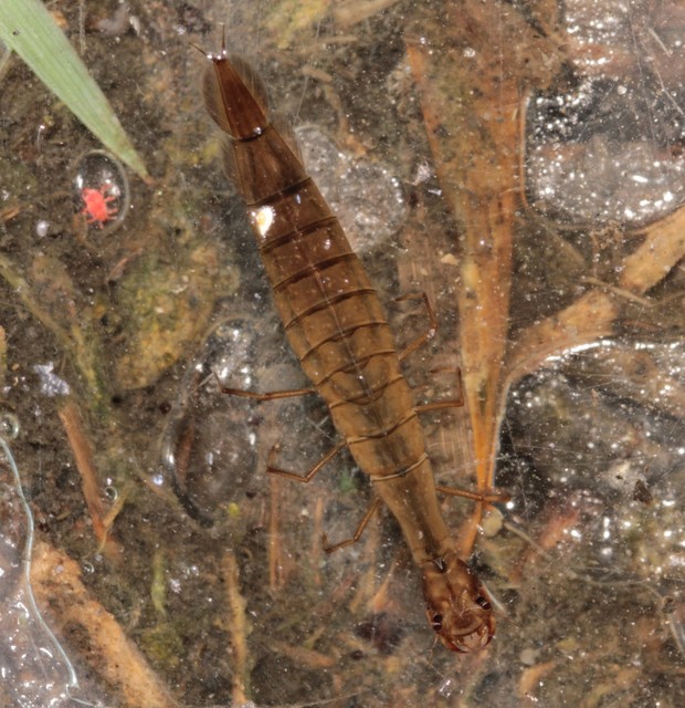 Cybister lateralimarginalis - nagy búvárbogár