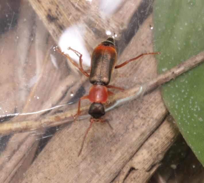 Cerapheles terminatus - nőszirom-bibircsesbogár