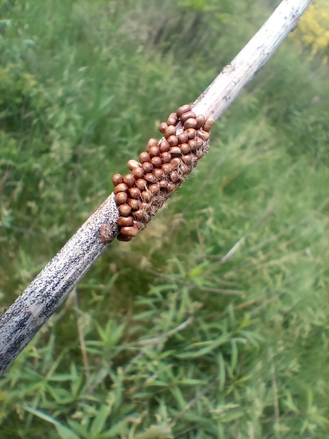 Saturnia pavoniella/pavonia