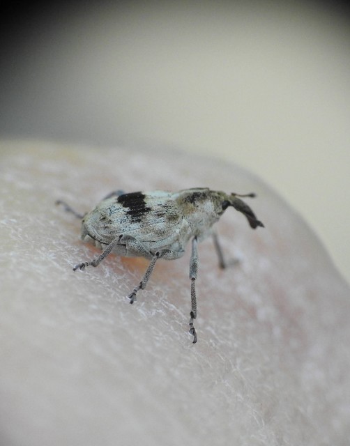 Tapinotus sellatus - díszes lizinkaormányos