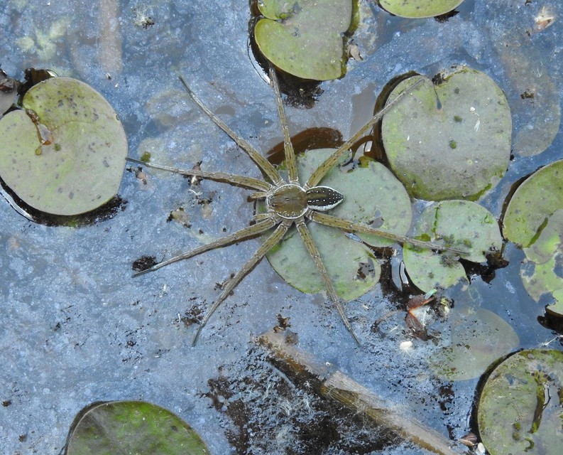 Araneae - Pókok