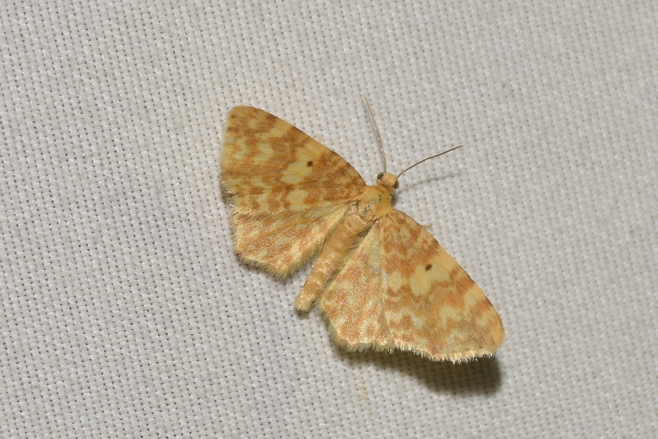 Hydrelia flammeolaria - narancssárga araszoló