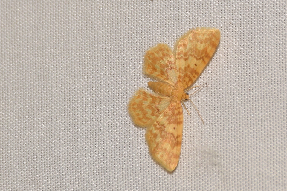 Hydrelia flammeolaria - narancssárga araszoló