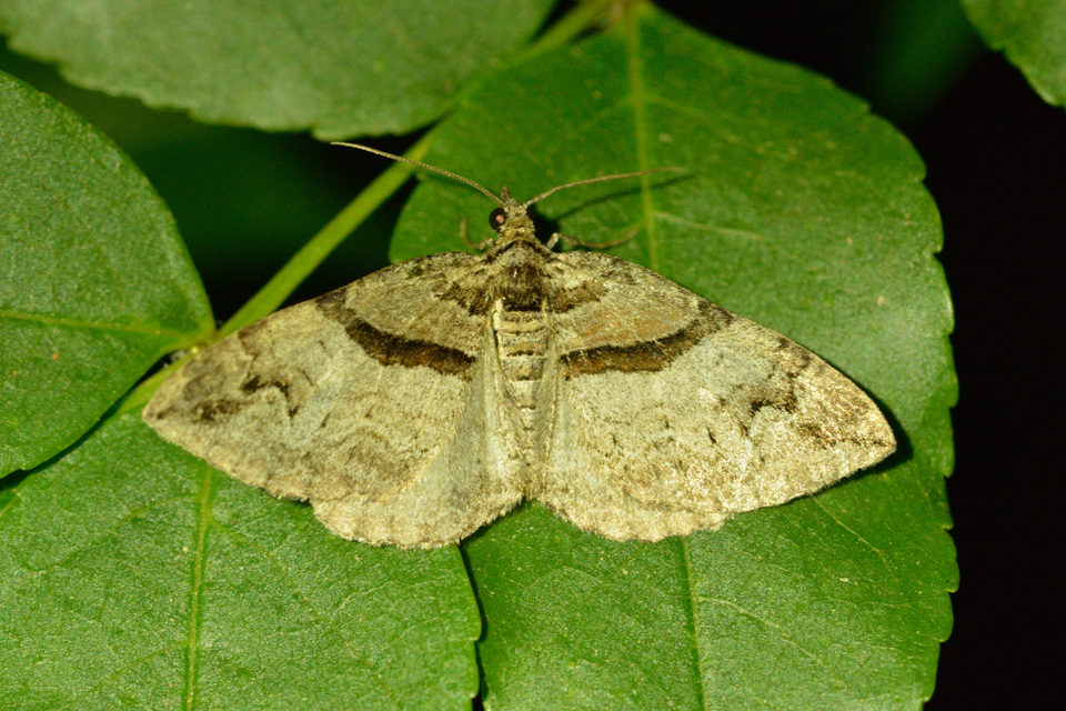 Pareulype berberata - sóskafa-tarkaaraszoló