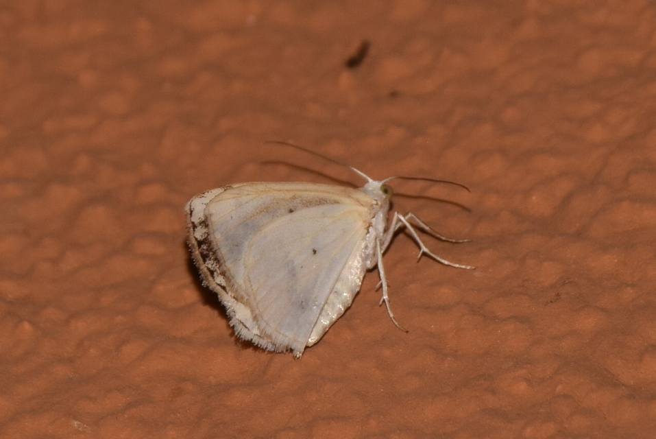 Lomographa temerata - foltos fehéraraszoló