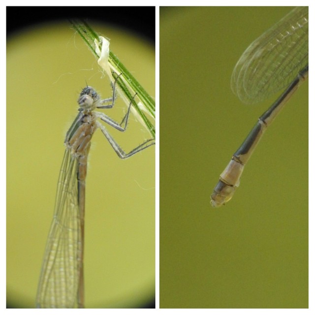 Ischnura elegans pontica - kéköves légivadász