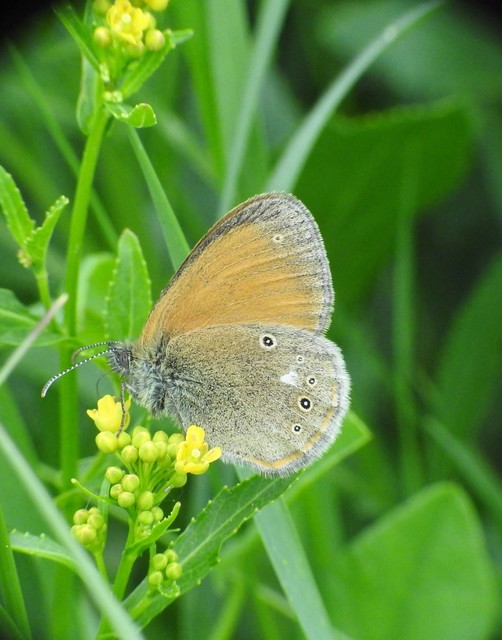 Coenonympha glycerion - közönséges szénalepke