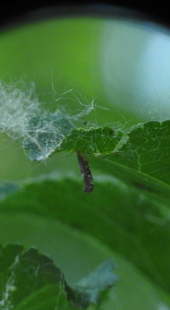 Argyresthia