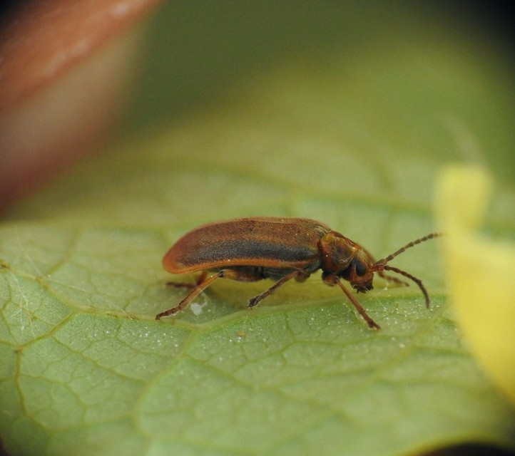 Galerucella