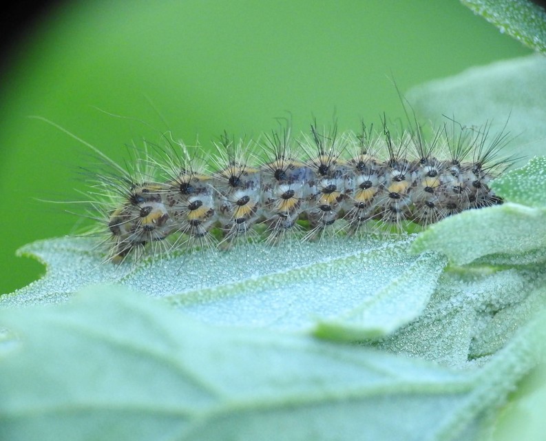 Phragmatobia fuliginosa - füstös medvelepke