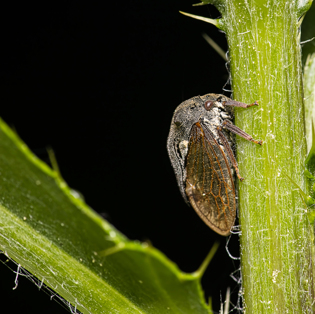 Centrotus cornutus - szarvaskabóca
