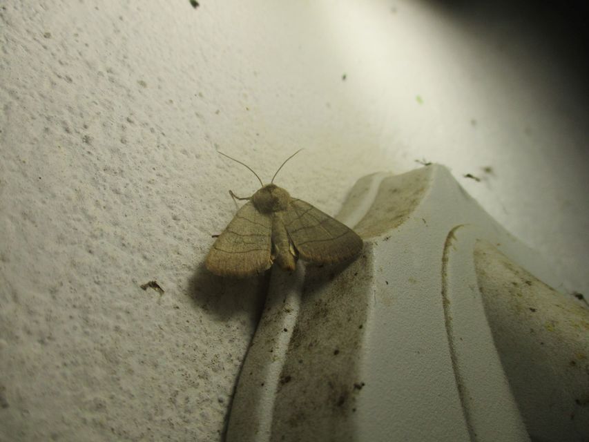 Charanyca trigrammica - háromsávos lombbagoly