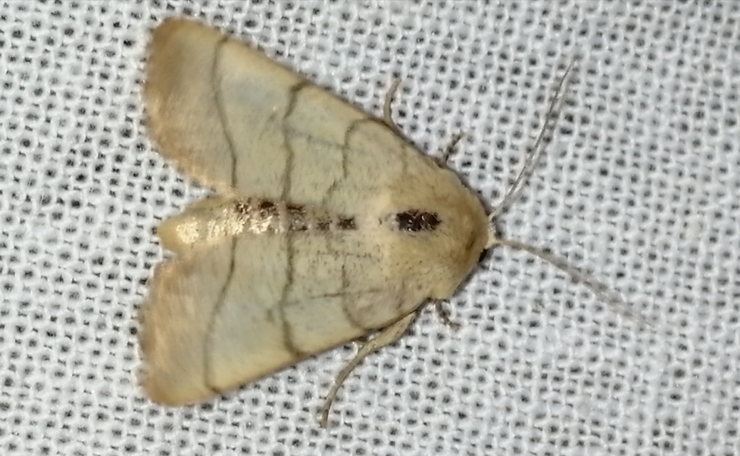 Charanyca trigrammica - háromsávos lombbagoly