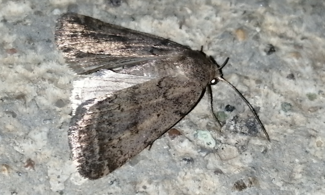 Athetis gluteosa - nyugtalan lápibagoly