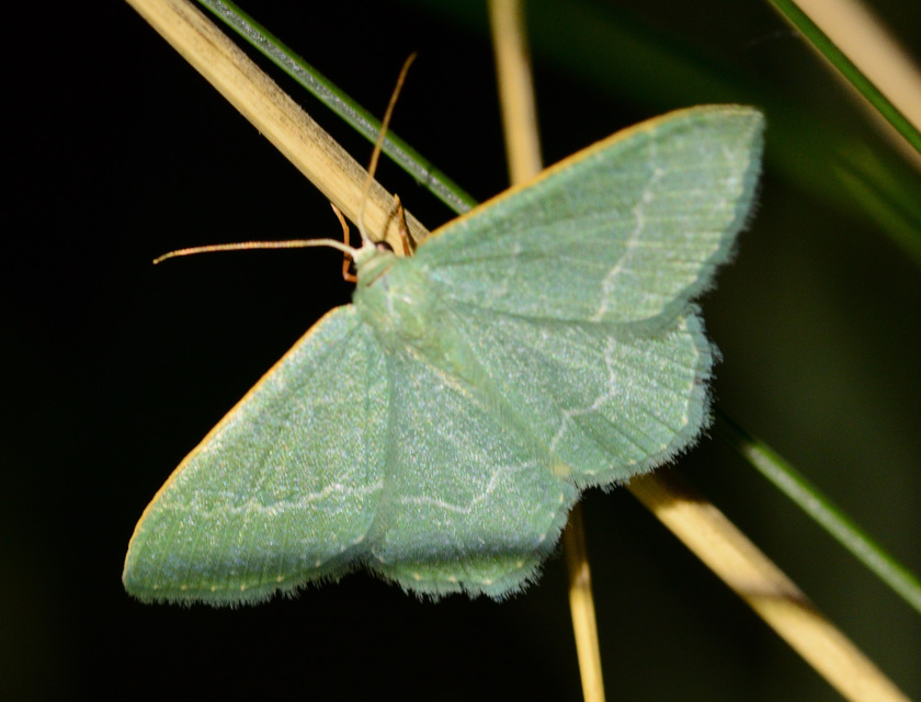 Chlorissa viridata/cloraria