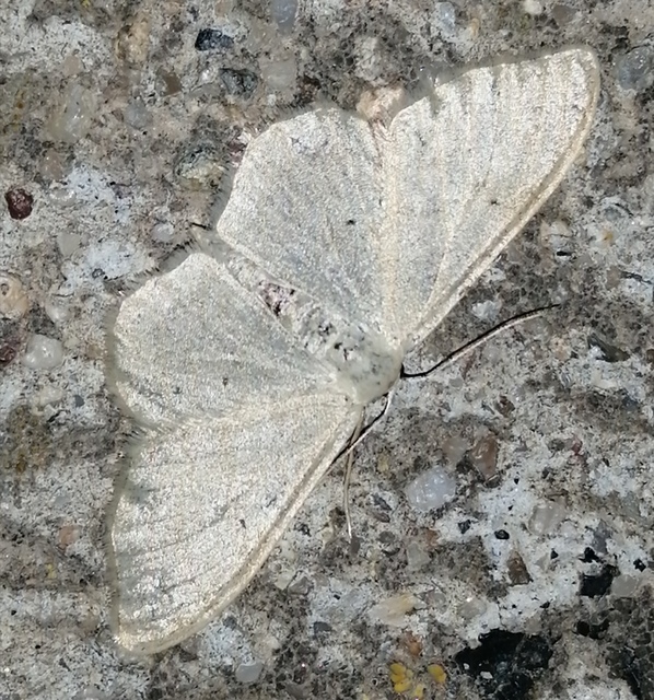 Idaea straminata - szalmasárga sávosaraszoló