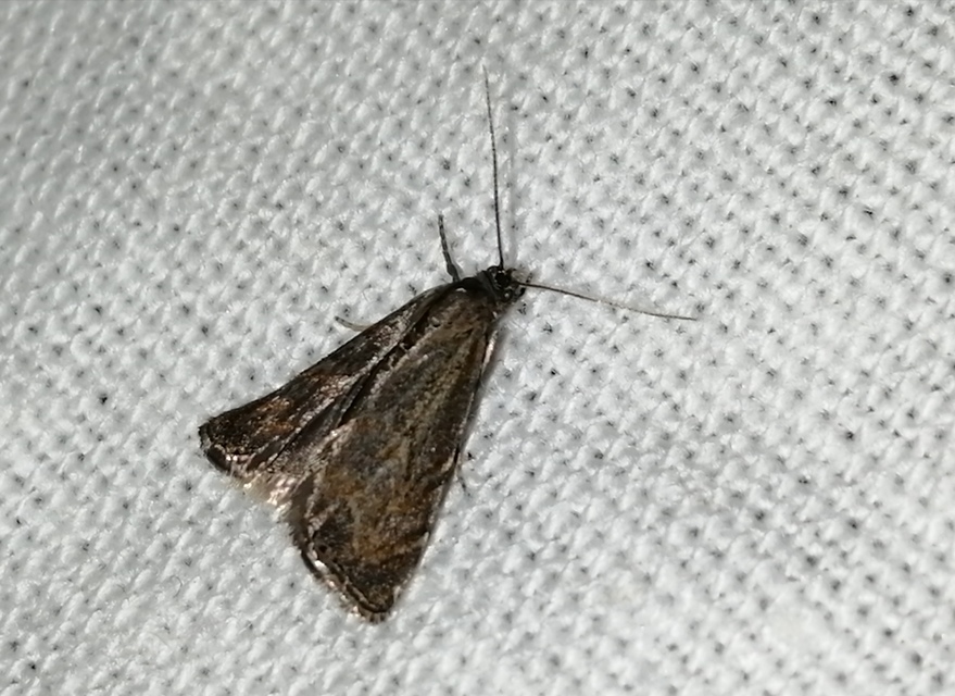 Platytes cerussella - törpe fűgyökérmoly
