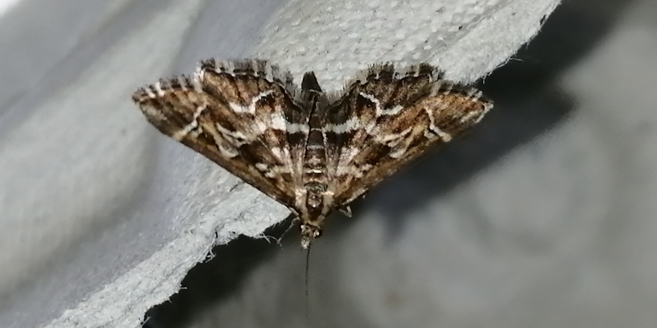 Diasemia reticularis - betűmintás tűzmoly