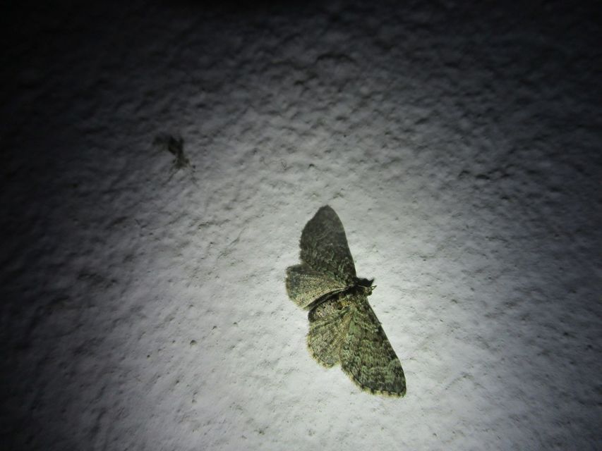 Pasiphila rectangulata - almavirág-araszoló