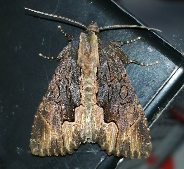 Dypterygia scabriuscula - szurokbarna nyáribagoly
